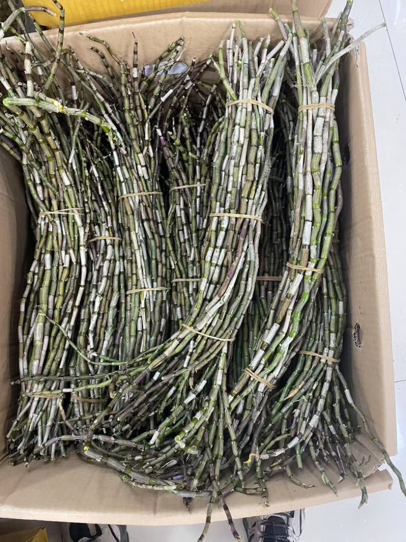 铁皮石斛鲜条种类多品种全要货的老板电联