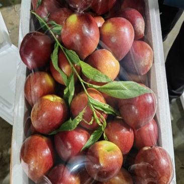 新鲜现摘美味多汁中油油桃大量上市诚信经营货多