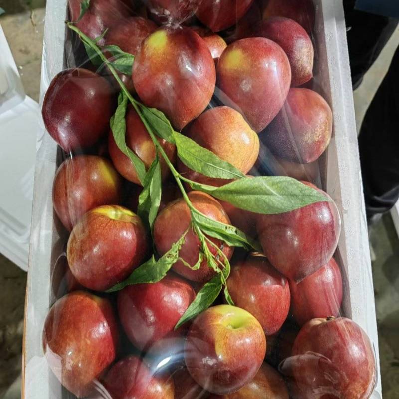 新鲜现摘美味多汁中油油桃大量上市诚信经营货多