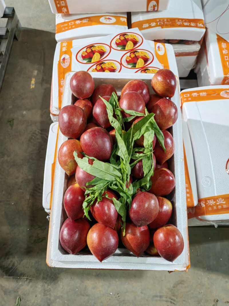 新鲜现摘美味多汁中油油桃大量上市诚信经营货多