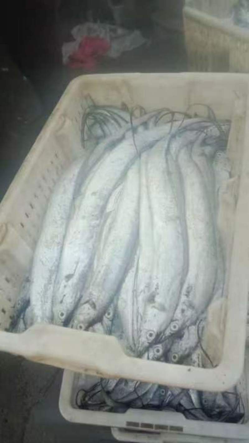 精品东海带鱼工厂码头直发，新鲜日期常年供货