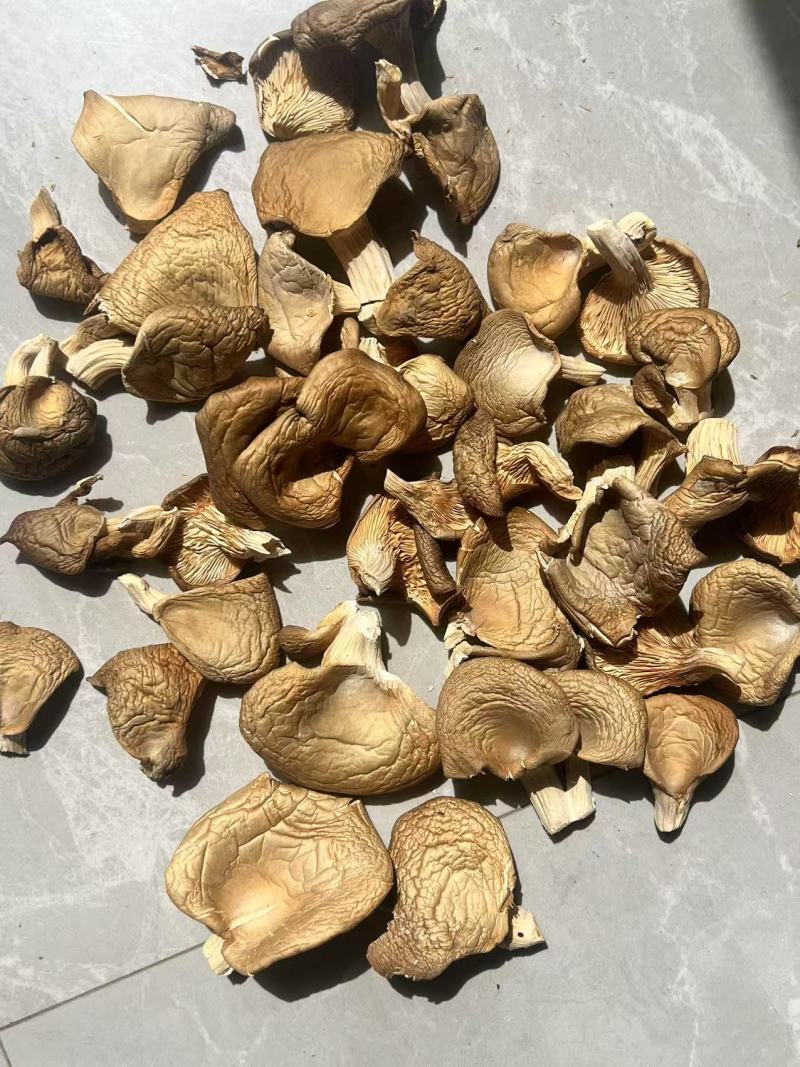 【荐】干香菇鲍鱼菇，产地直发货源，量大优惠，对接全国发货