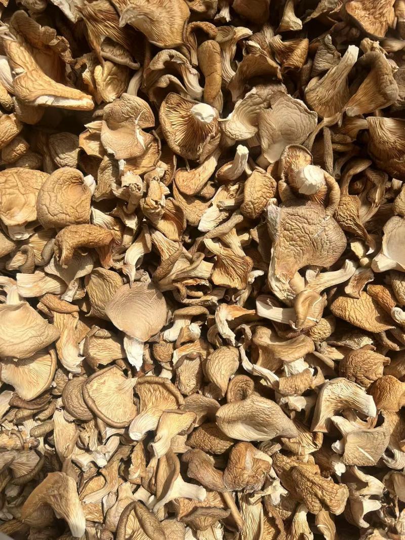 【荐】干香菇鲍鱼菇，产地直发货源，量大优惠，对接全国发货