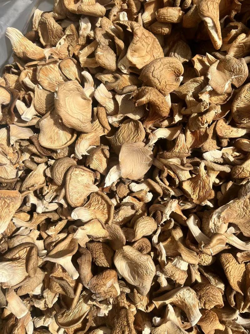 【荐】干香菇鲍鱼菇，产地直发货源，量大优惠，对接全国发货