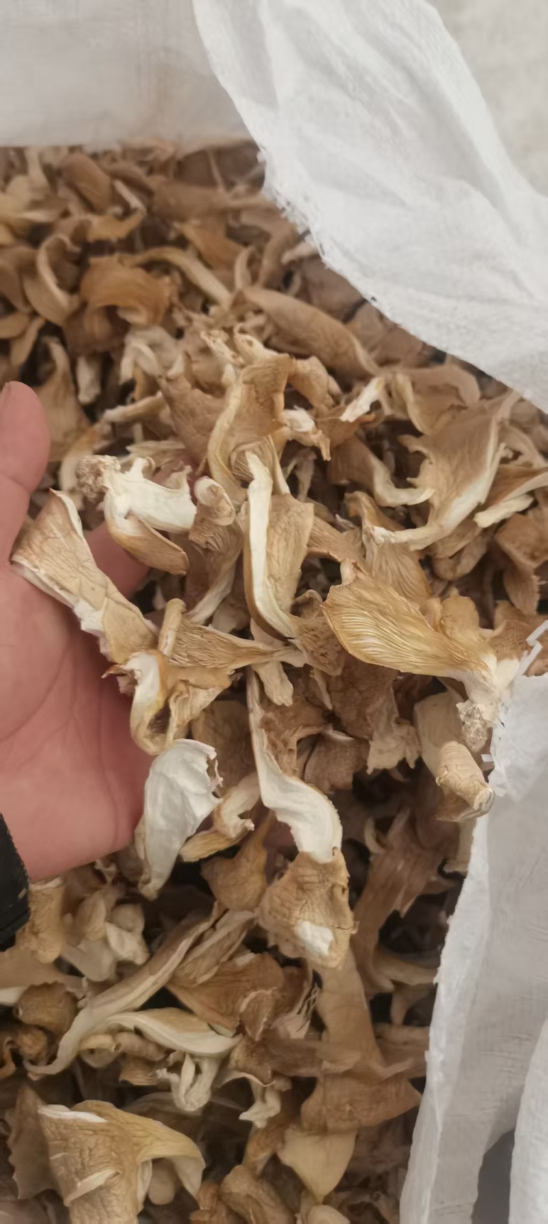 【荐】干香菇鲍鱼菇，产地直发货源，量大优惠，对接全国发货