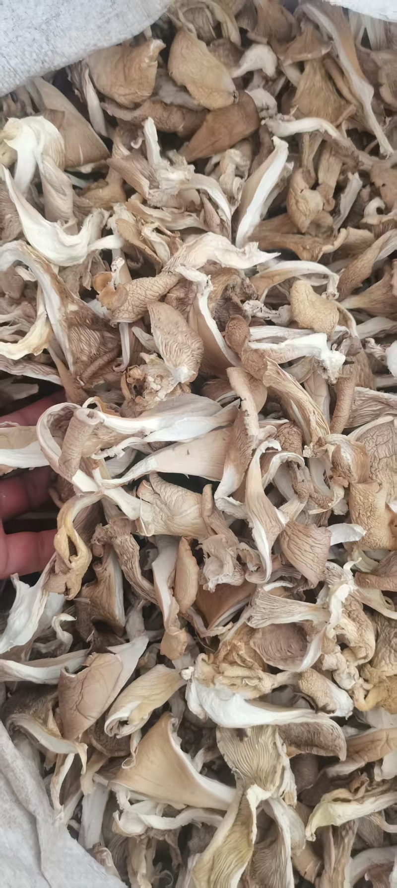 【荐】干香菇鲍鱼菇，产地直发货源，量大优惠，对接全国发货
