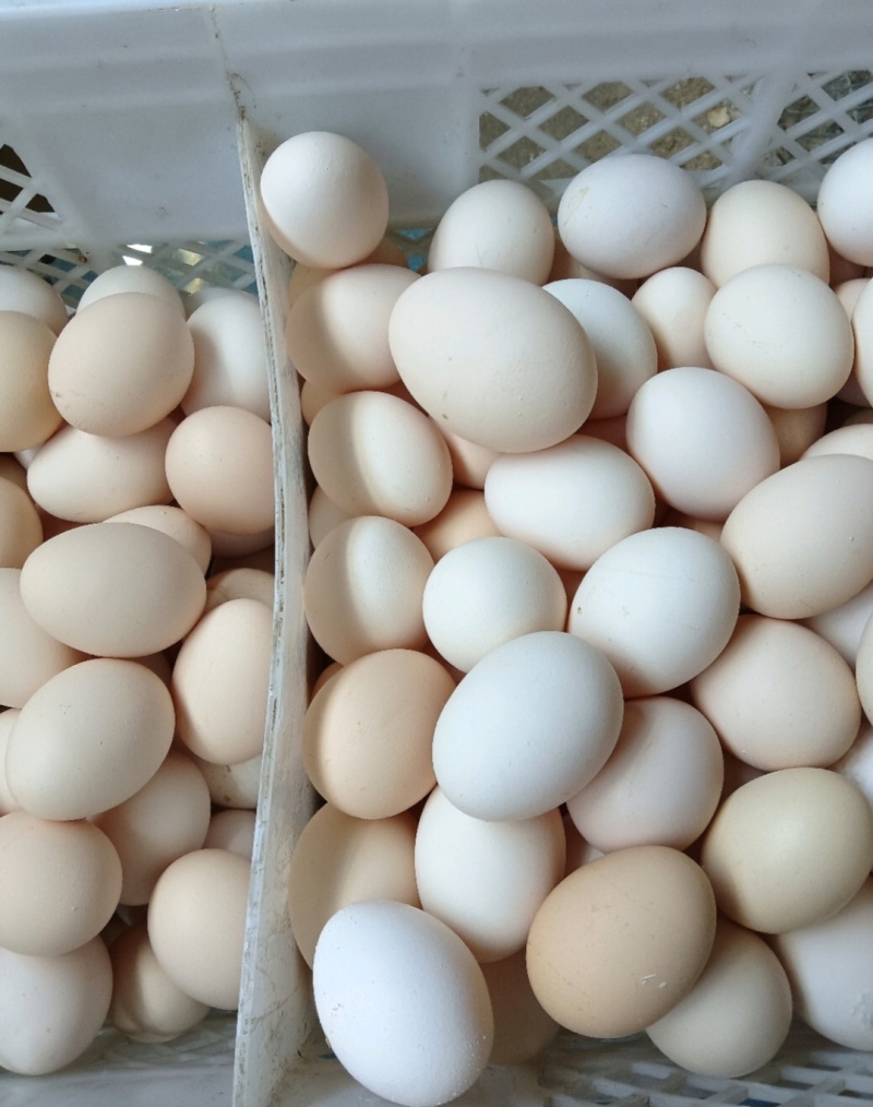 鲜鸡蛋倒筺鸡蛋粉壳品质保证量大从优欢迎联系价格优