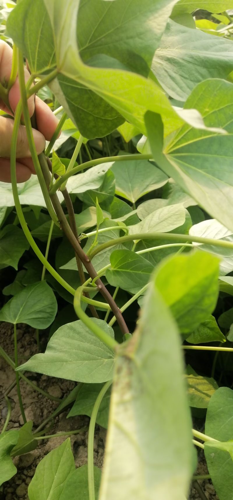 脱毒红薯苗：红瑶，榴！基地直发，保证品质！欢迎咨询订购！