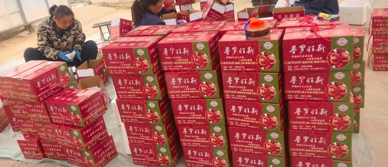 西红柿普罗旺斯西红柿产地直供一手货源量大从优