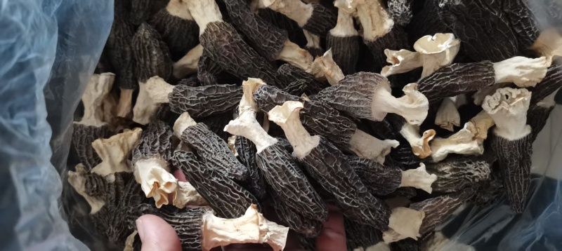 【荐】河北羊肚菌鲜货，产地直发货源包邮，量大优惠对接全国