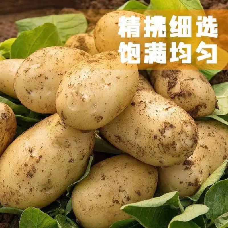 🅰精品土豆黄皮黄心一手货源供市场电商商超