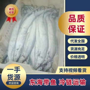 优质东海带鱼/少冰大量现货/一手货源/质量保证/全国发货