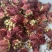 香椿芽四川大竹优质红油香椿香芽现货大量上市了。