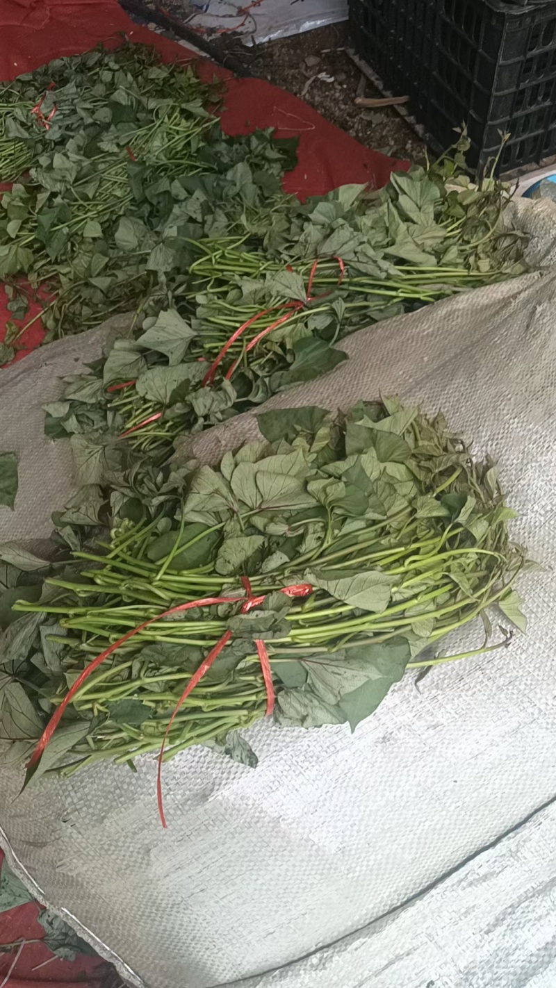 红薯苗西瓜红红薯苗基地直发全国发货提供技术指导
