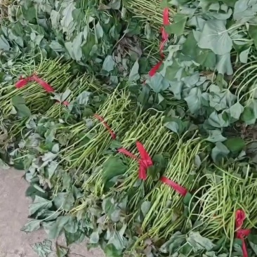 红薯苗西瓜红红薯苗基地直发全国发货提供技术指导