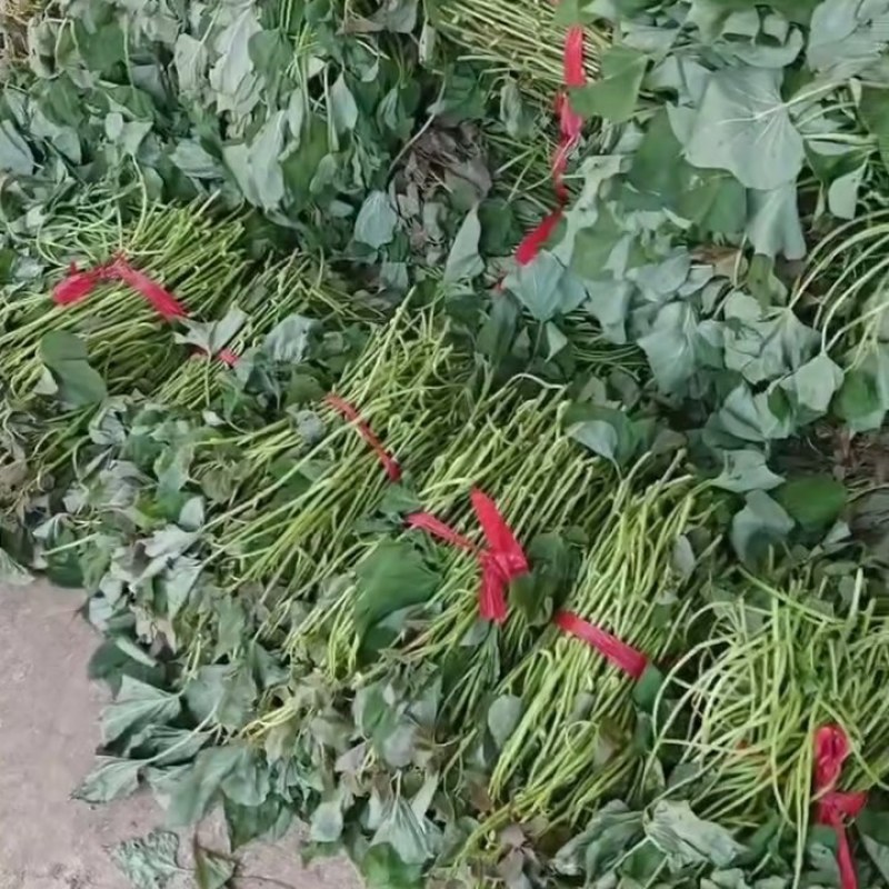 红薯苗西瓜红红薯苗基地直发全国发货提供技术指导