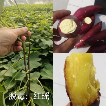 脱毒红薯苗：红瑶，榴！基地直发，保证品质！欢迎咨询订购！