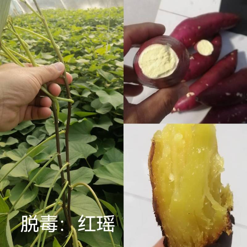 脱毒红薯苗：红瑶，榴！基地直发，保证品质！欢迎咨询订购！