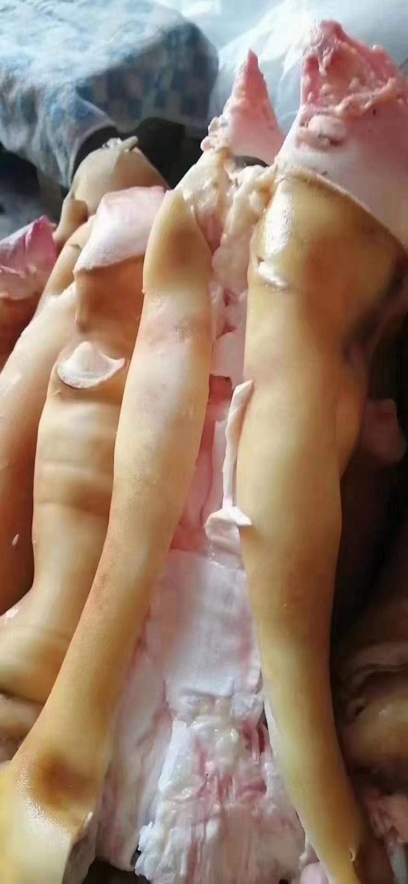 全去骨牛蹄，火烧毛全去骨牛蹄，质量保证，工厂直发