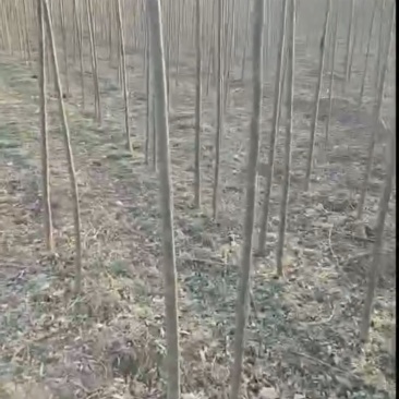 柳树需要的联系大量