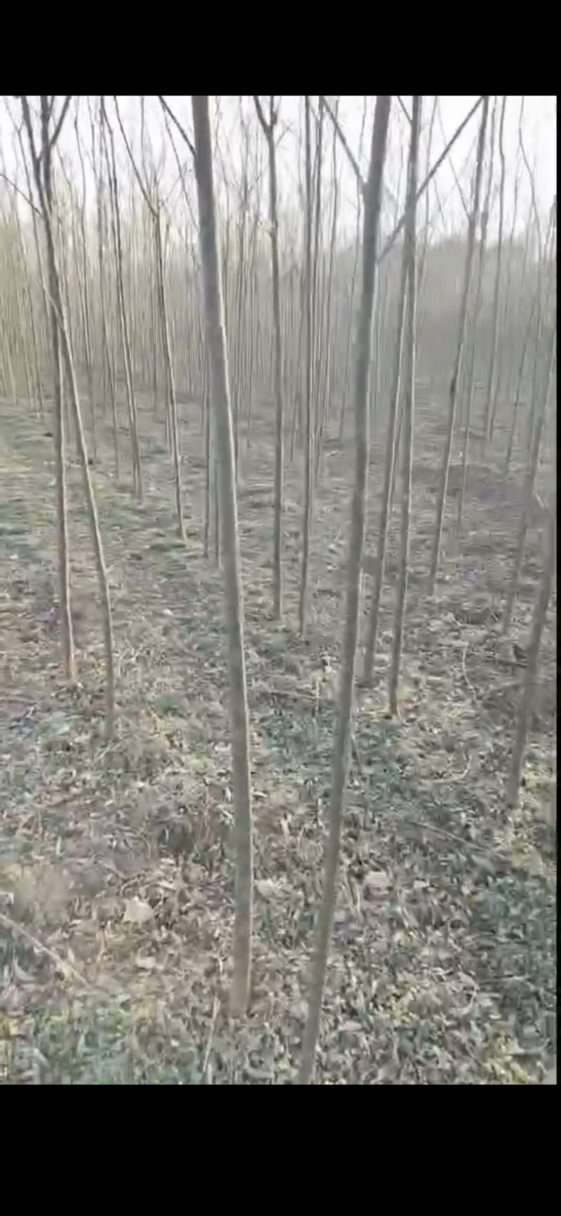 柳树需要的联系大量