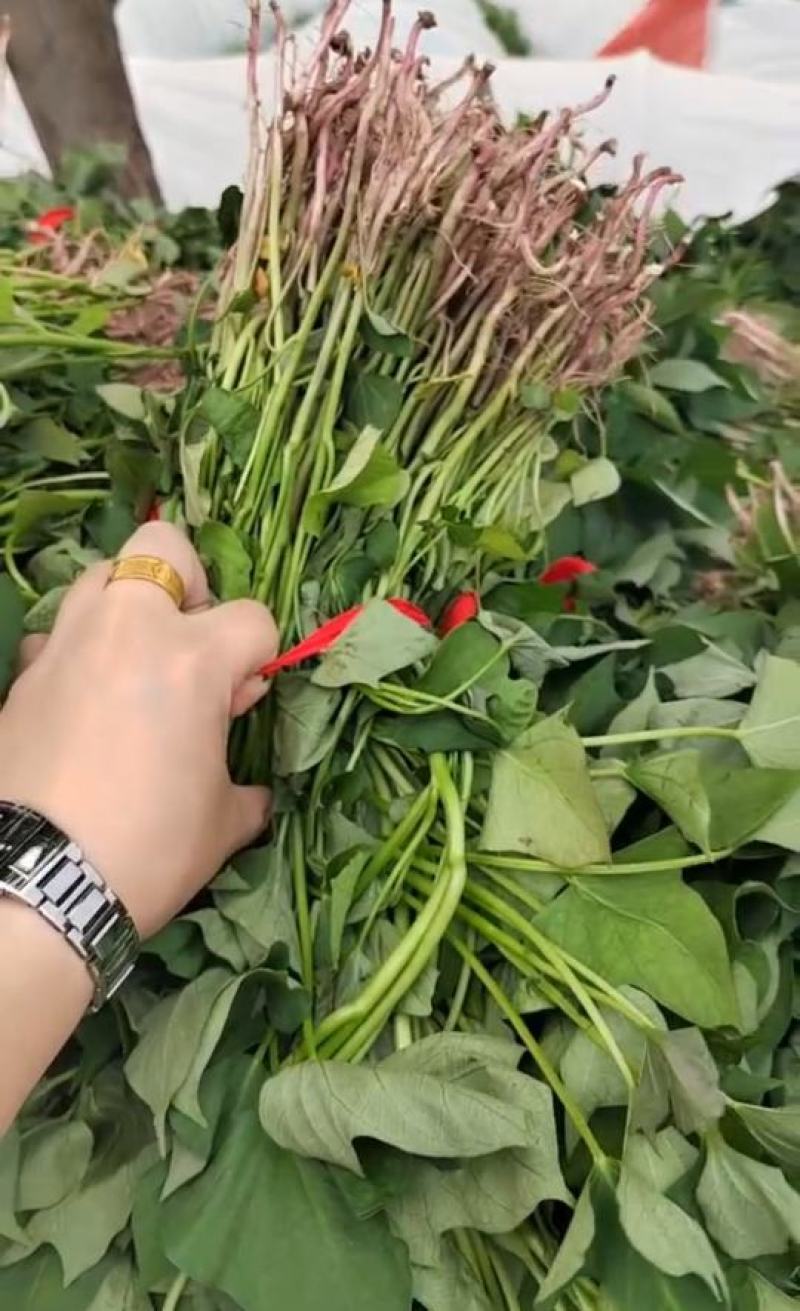 水晶紫薯苗大量供应，冷棚育苗，成活率高，现挖现发