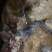 【熟食牛蹄】优质火烧毛全去骨熟牛蹄，优质货源可视频看货