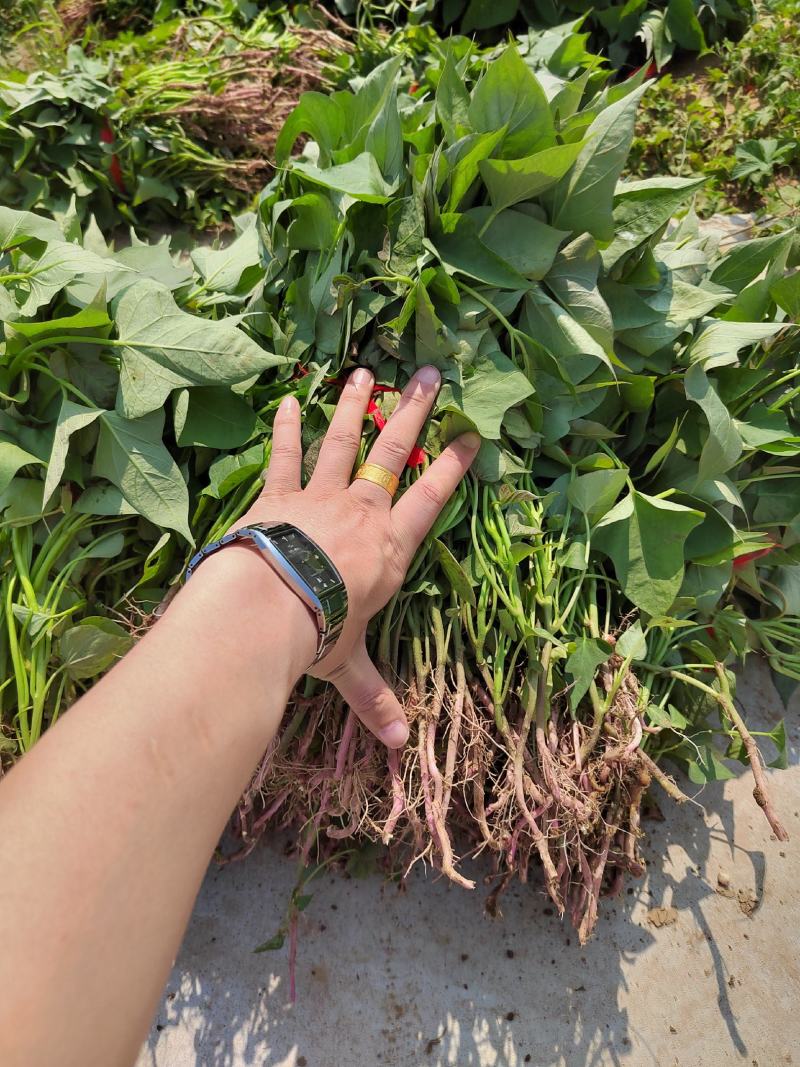 玛莎莉红薯苗许昌产地直发，货源充足，量大从优。