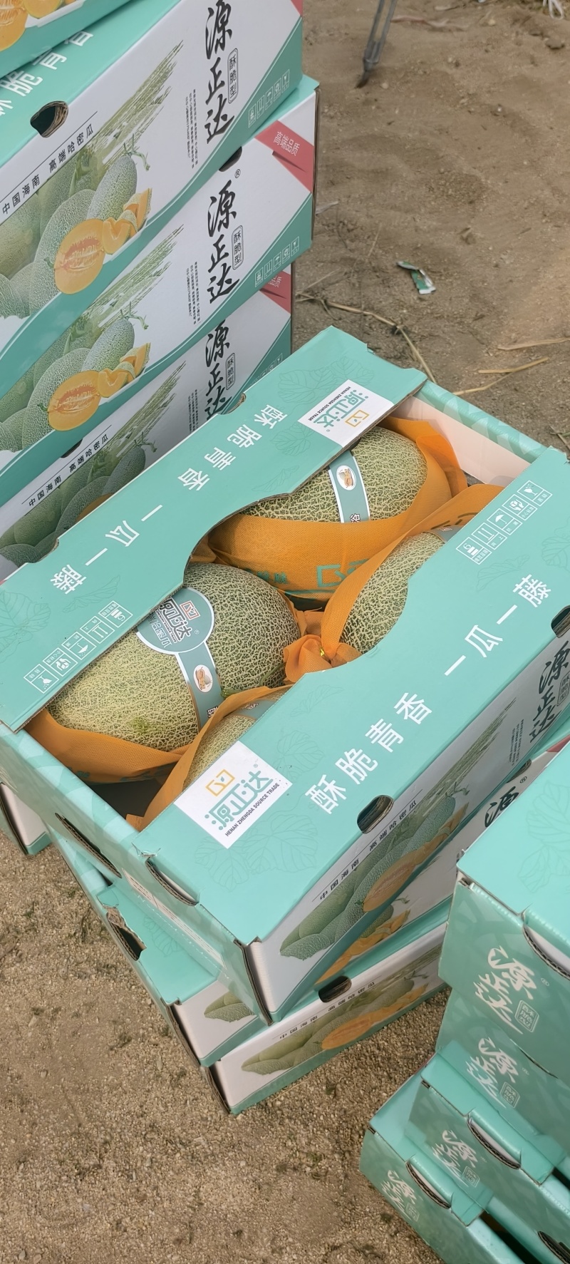 海南晓蜜25，脆甜多汁，大量供应电商，市场，代发全国