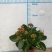 110#长寿花盆栽鲜花绿植