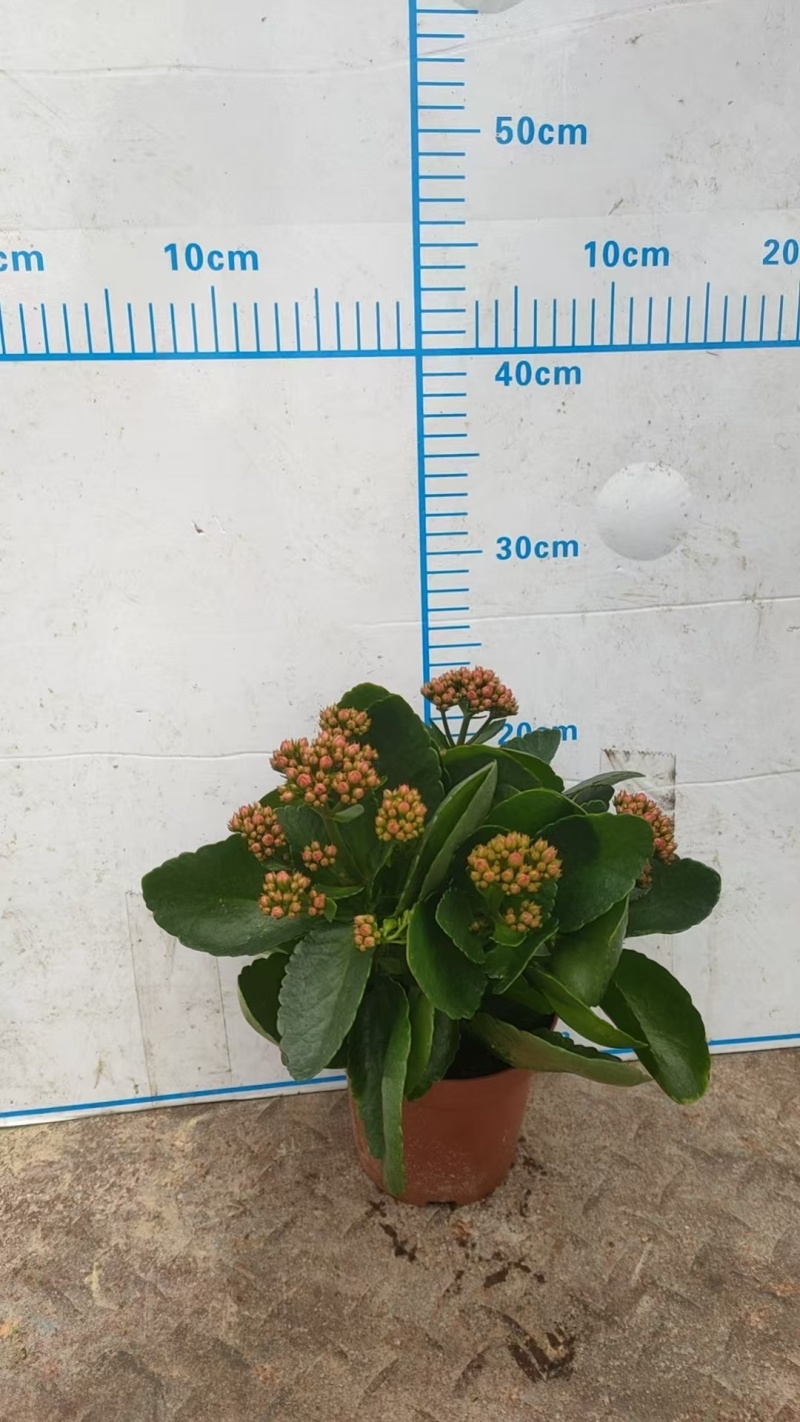 110#长寿花盆栽鲜花绿植