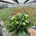 110#长寿花盆栽鲜花绿植
