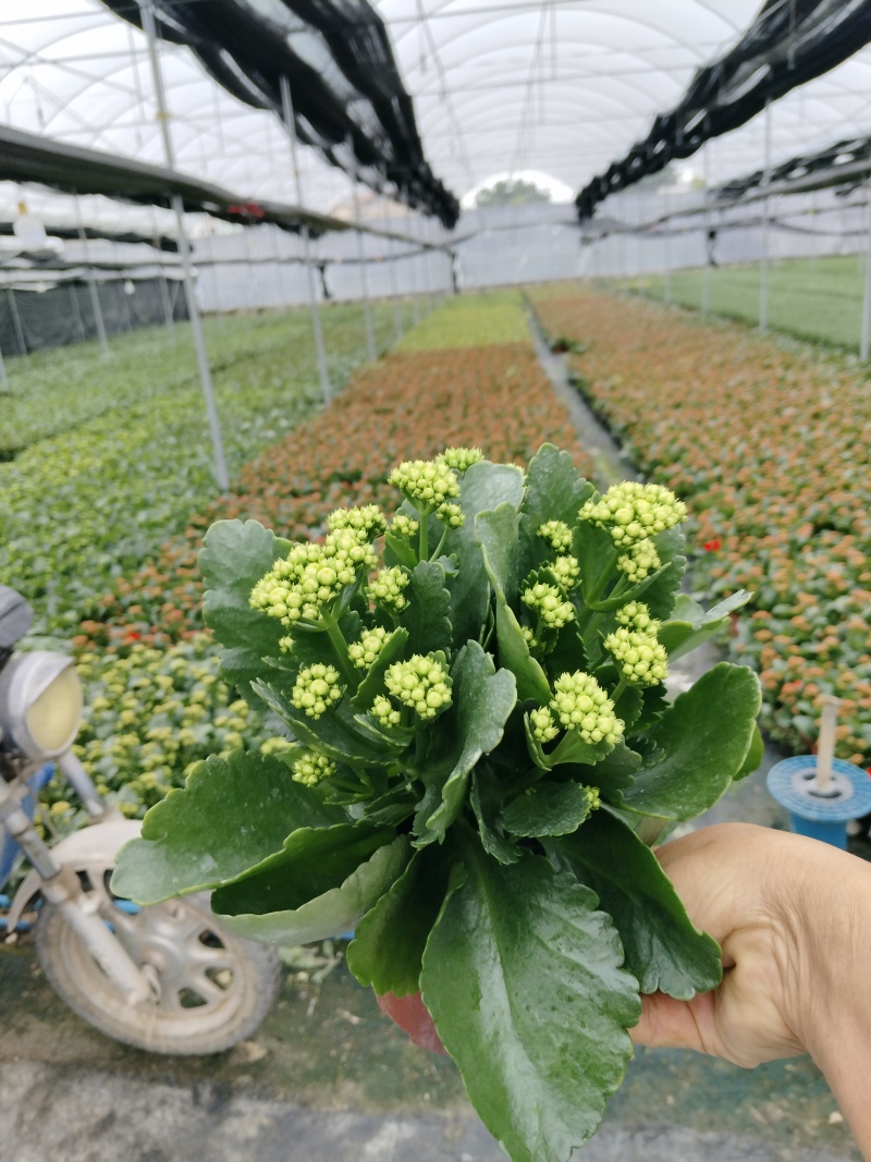 110#长寿花盆栽鲜花绿植