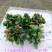 110#长寿花盆栽鲜花绿植
