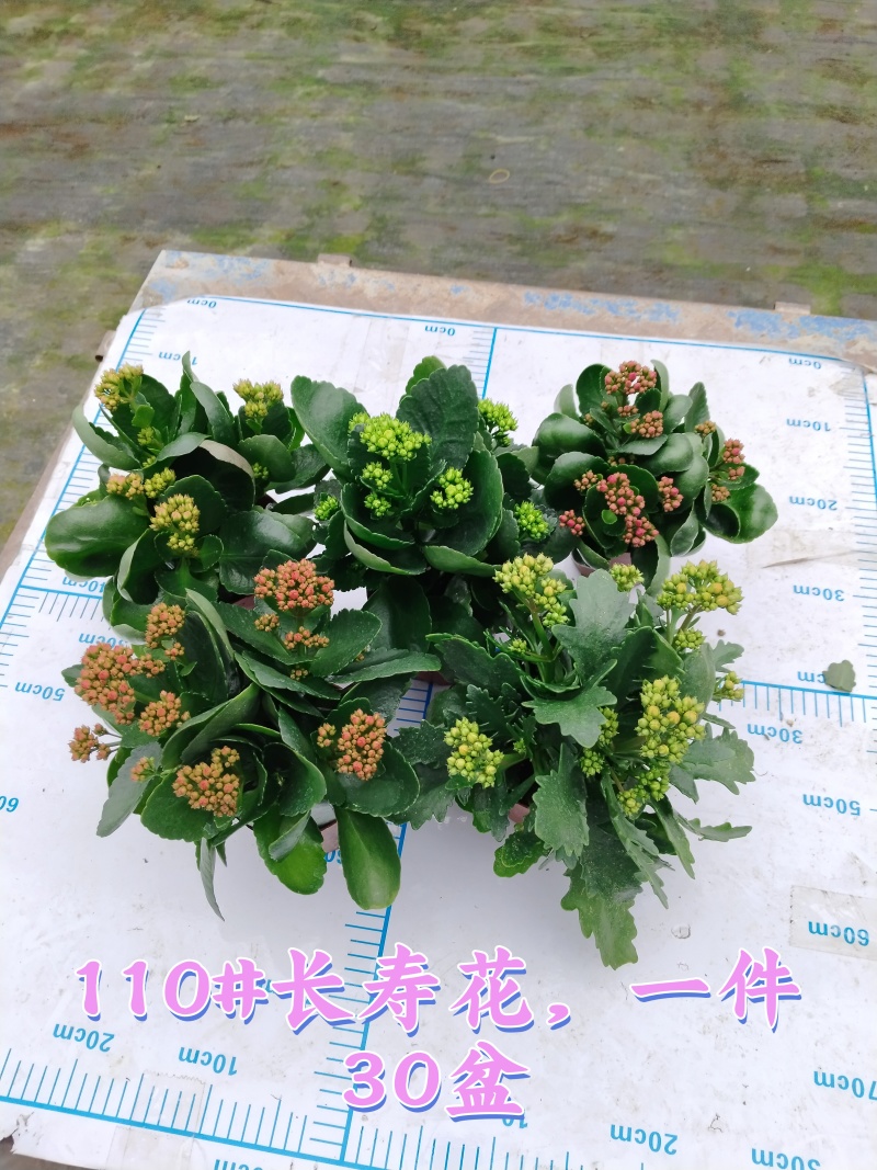 110#长寿花盆栽鲜花绿植