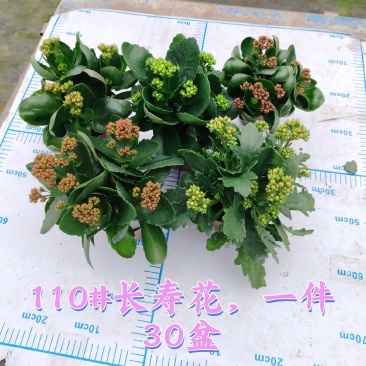 110#长寿花盆栽鲜花绿植