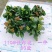 110#长寿花盆栽鲜花绿植