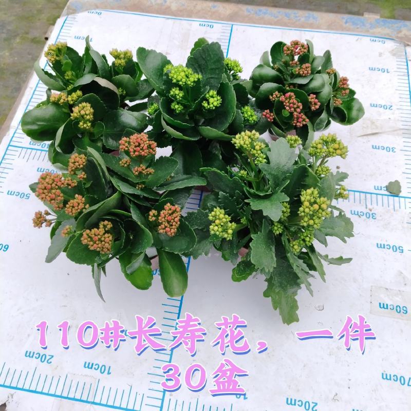 110#长寿花盆栽鲜花绿植