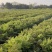 农户种植自产自销，100亩川芎5月开挖，欢迎订购
