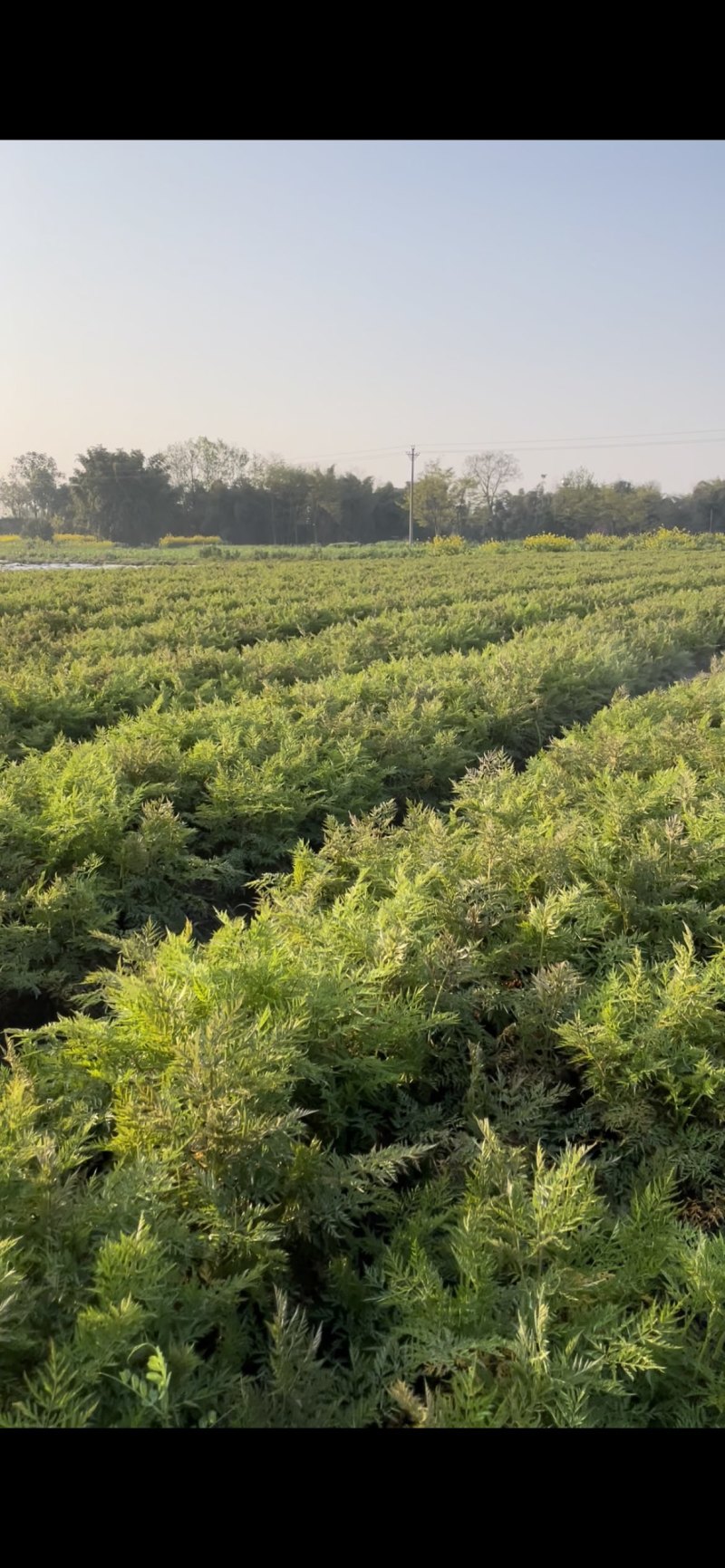 农户种植自产自销，100亩川芎5月开挖，欢迎订购