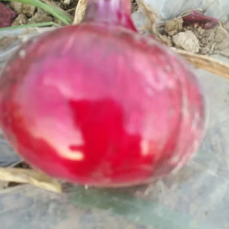 洋葱紫皮洋葱红皮洋葱黄皮洋葱