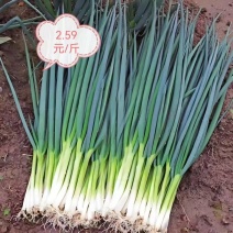 山东小香葱小葱产地一手货源代发全囯对接电商团购超市批发