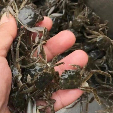 辽蟹苗稻田蟹苗河蟹苗货源充足全国发货欢迎联系