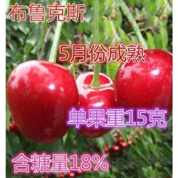 布鲁克斯樱桃苗，早树，果大，抗寒，包邮包活