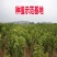 布鲁克斯樱桃苗，早树，果大，抗寒，包邮包活