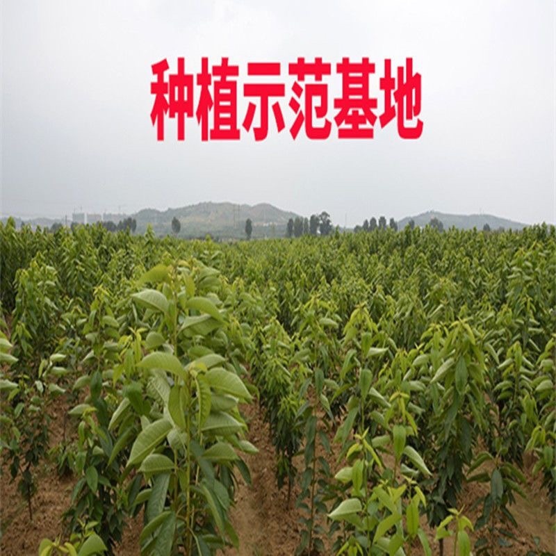 布鲁克斯樱桃苗，早树，果大，抗寒，包邮包活
