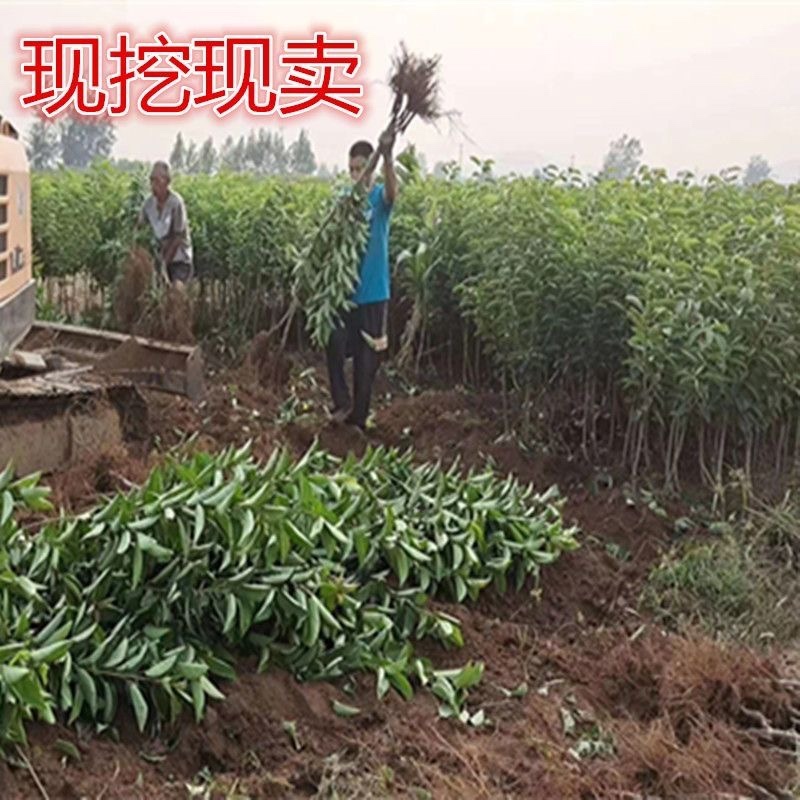 布鲁克斯樱桃苗，早树，果大，抗寒，包邮包活