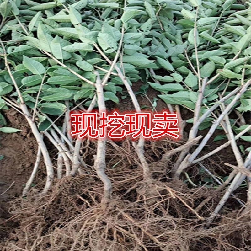 布鲁克斯樱桃苗，早树，果大，抗寒，包邮包活