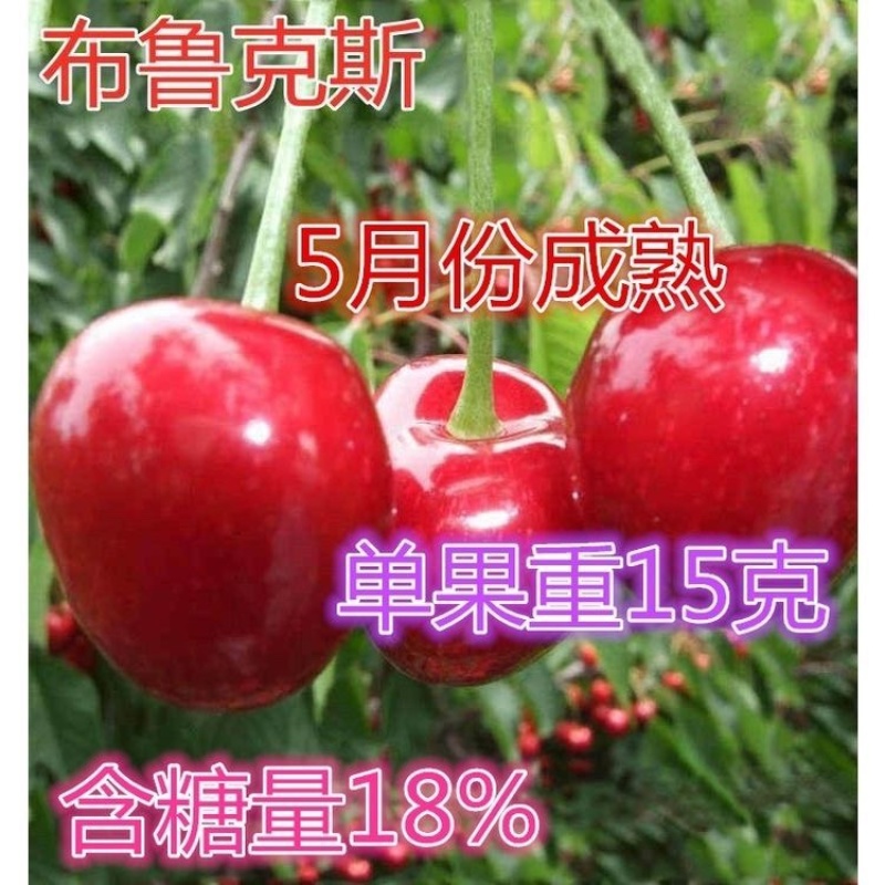 布鲁克斯樱桃苗，早树，果大，抗寒，包邮包活
