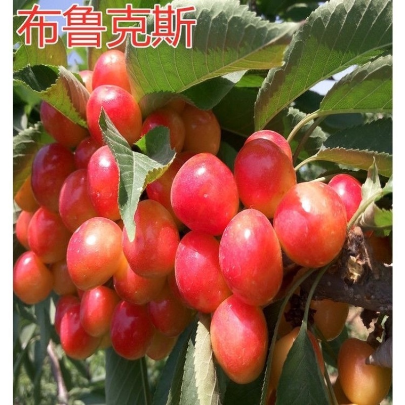 布鲁克斯樱桃苗，早树，果大，抗寒，包邮包活